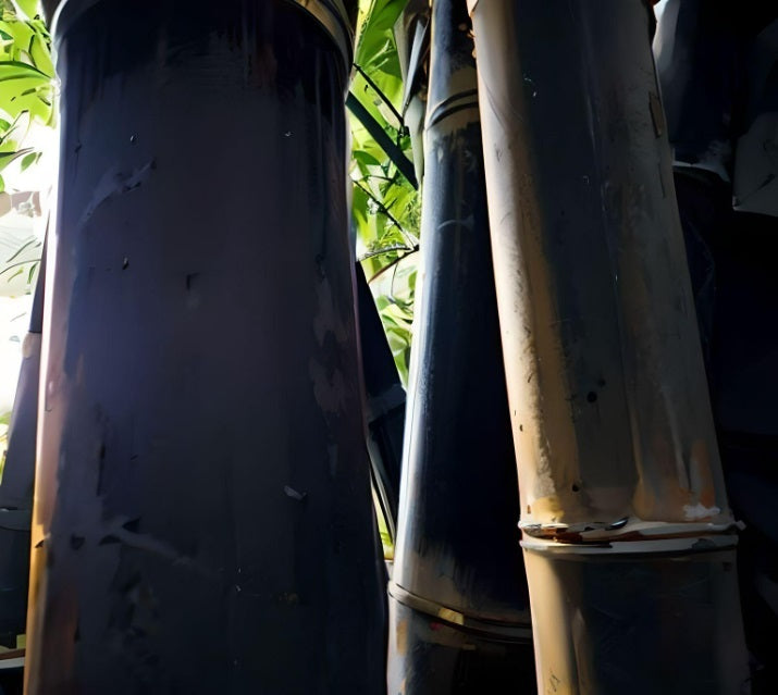 Giant Timber Bamboo Seeds For Fast Growing, Exotic Landscaping Privacy Indoor Or Outdoor Giant Bamboo 100 Seeds