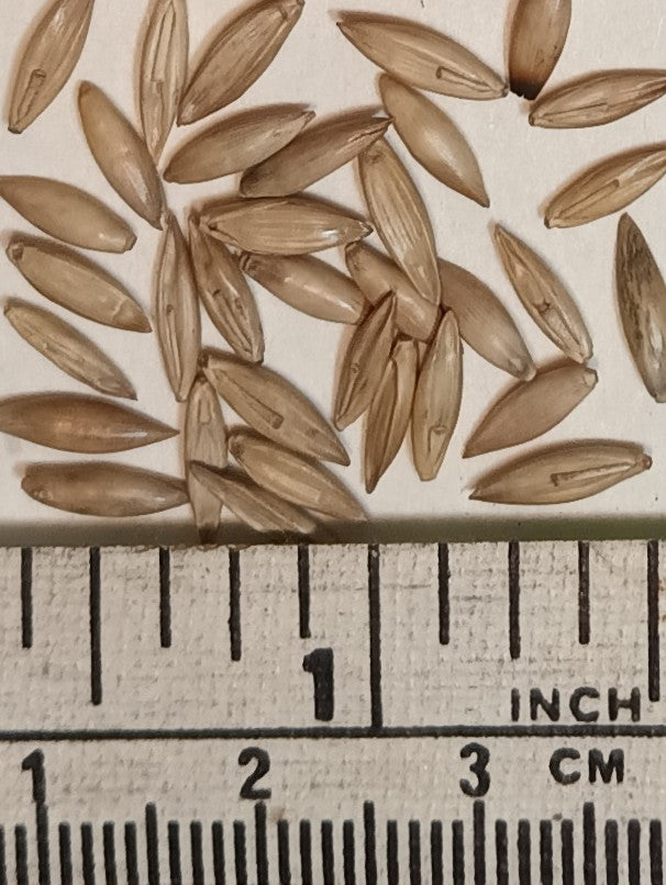 Bamboo Seeds - Burmese