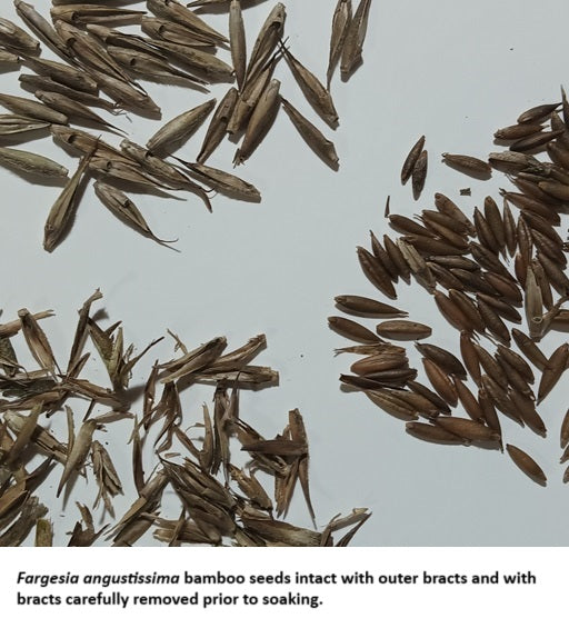 Cold Hardy Bamboo Seeds - 'Frost Bamboo' Fargesia angustissima Bamboo Seeds