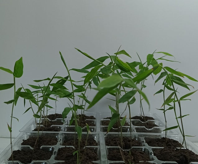 Young Asper bamboo plants