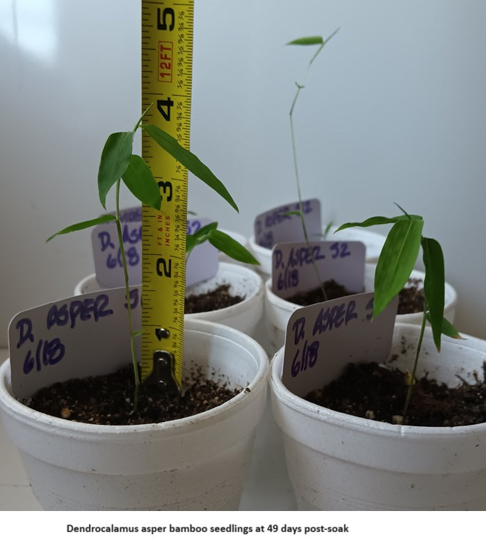 Bamboo plant seeds for sale