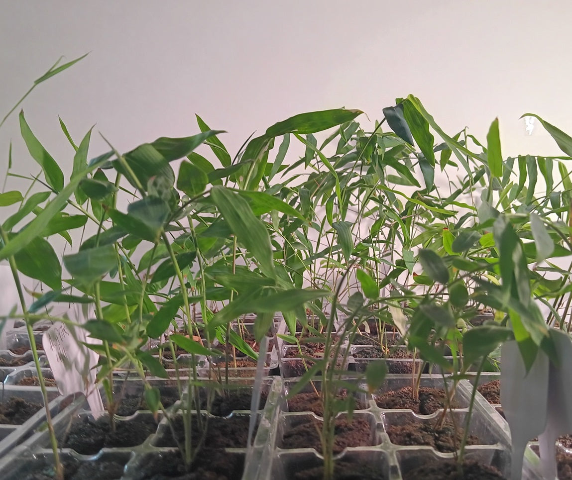 Black Asper Bamboo Seedlings (4-pak)