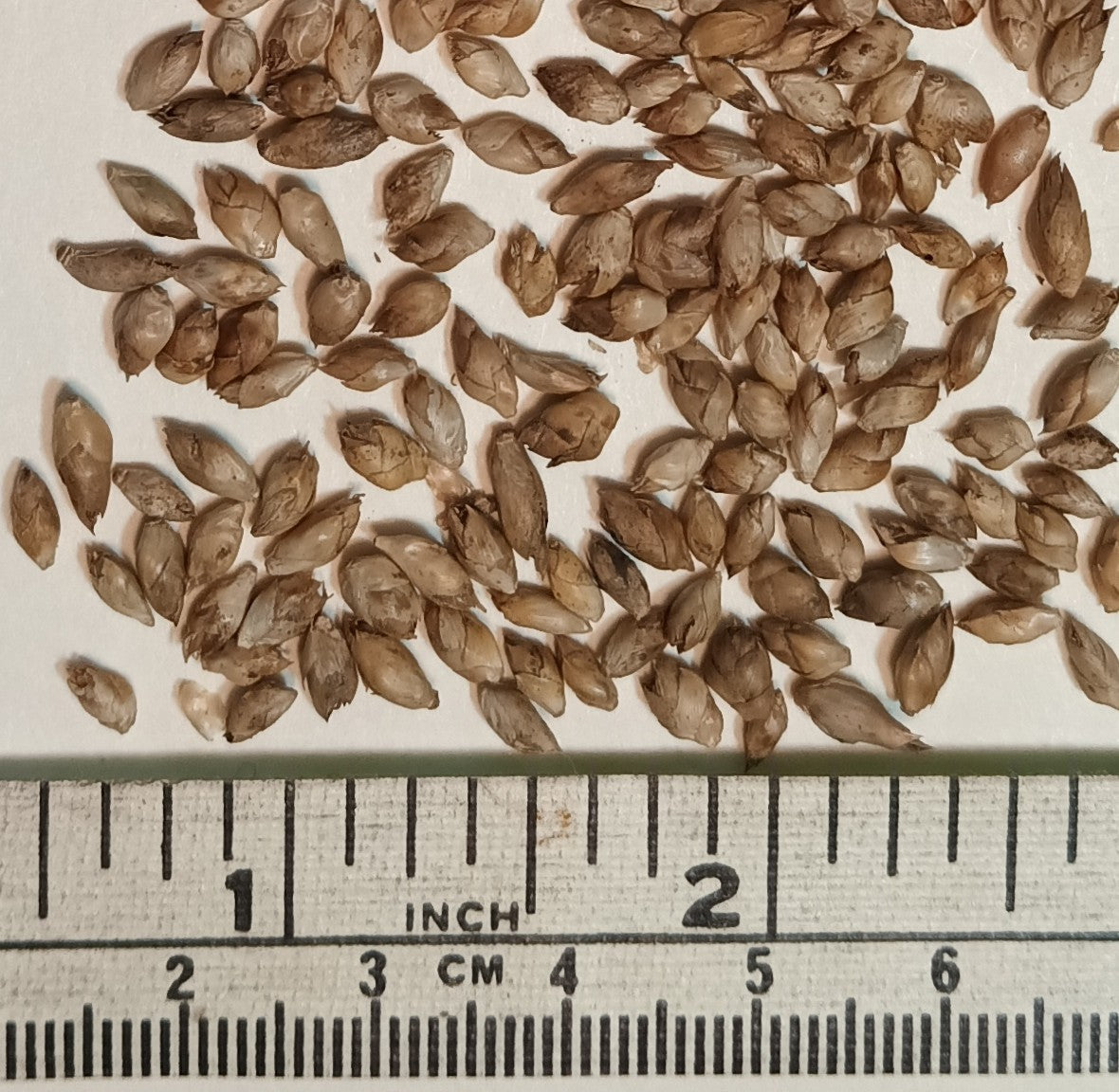 Black Bamboo Seeds - Black Asper Bamboo Seeds