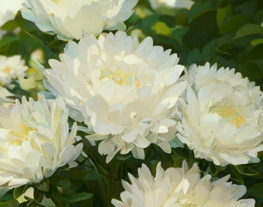 Aster Seeds - Callistephus Tall Paeony Duchess White - The Bamboo Seed