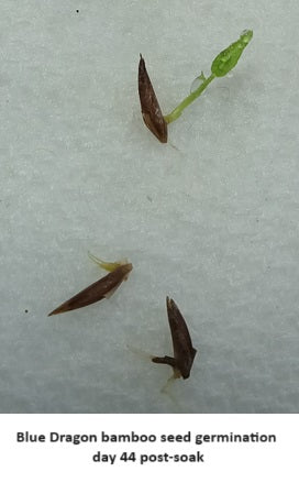 Grow bamboo seed