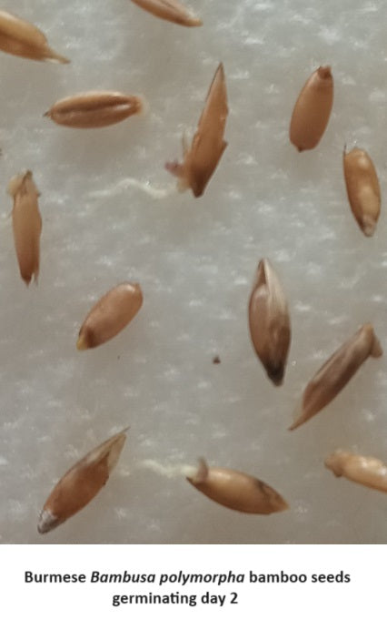 Germinate bamboo seeds - Bambusa bamboo seeds