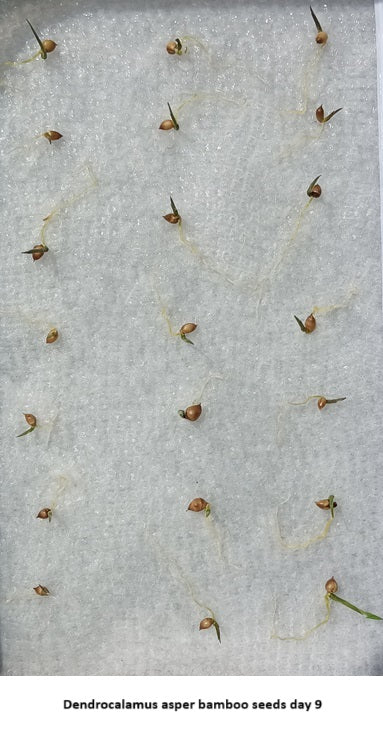 Asper bamboo seed germination