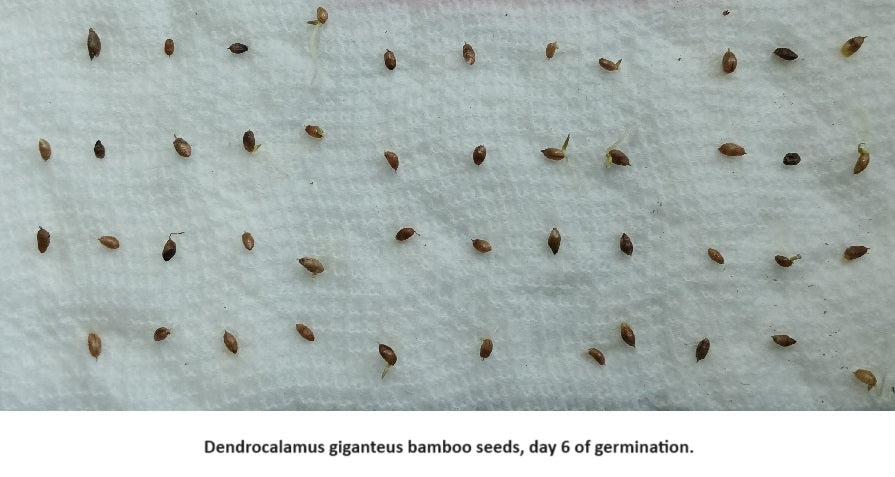 Grow bamboo from seed - Dragon Bamboo seeds