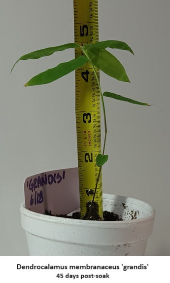Dendrocalamus membranaceus 'grandis' bamboo seedling