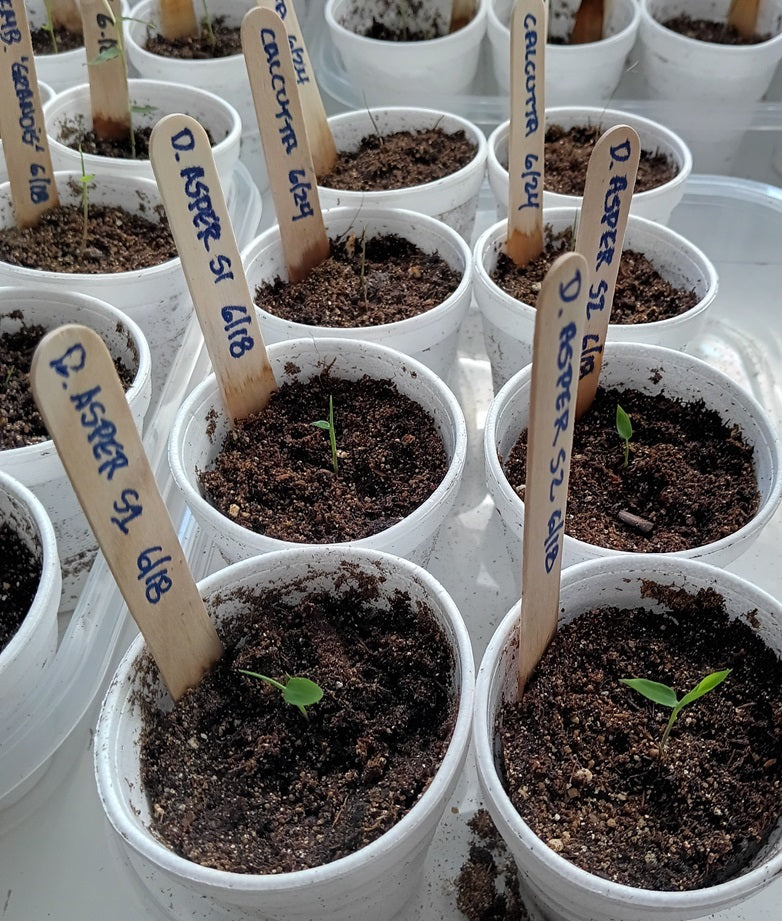 Bamboo plant seeds - Asper bamboo