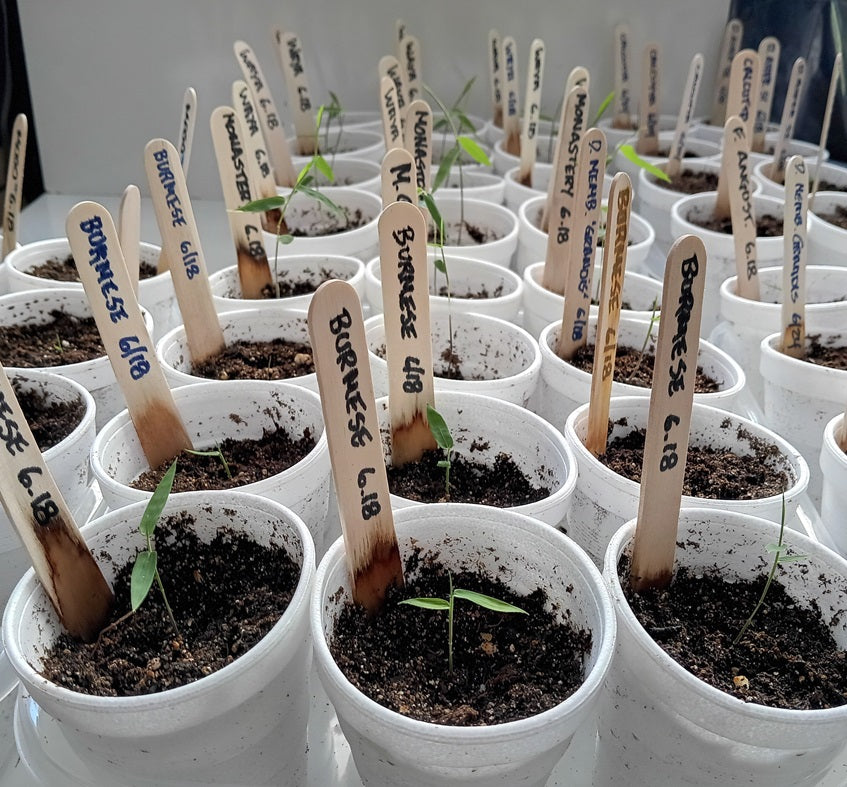 Bamboo seedlings for sale