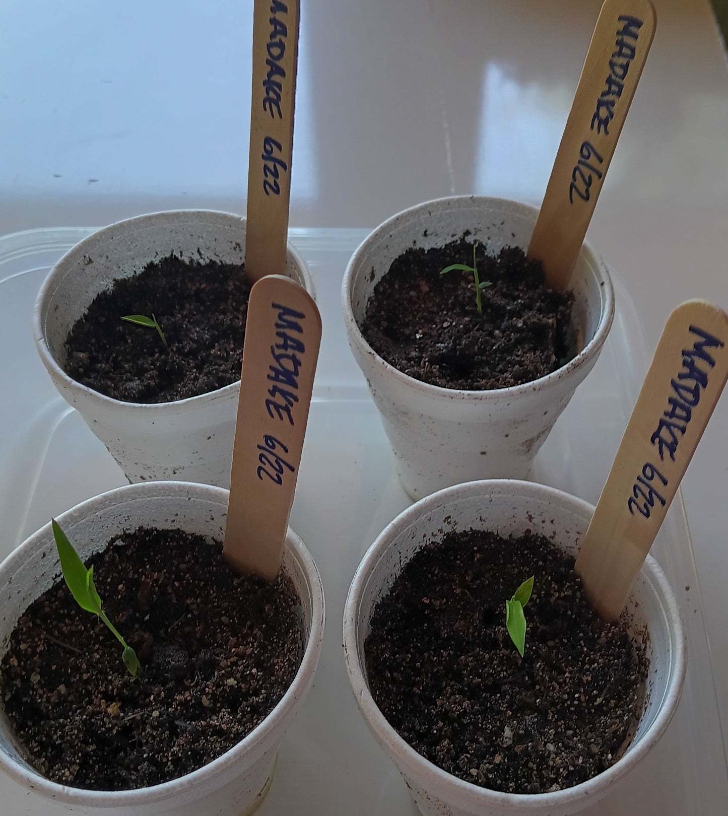 Giant Timber Bamboo Seeds - Madake Bamboo Seeds
