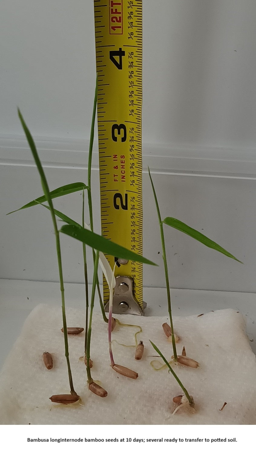 Bamboo plant seeds for sale to grow bamboo from seed