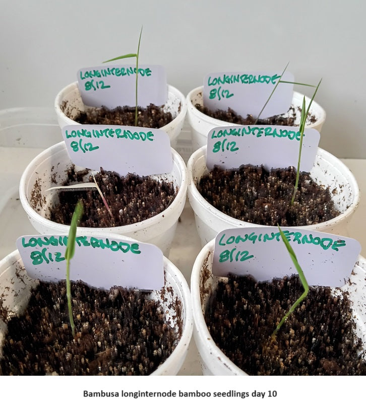 Seedling bamboo for sale