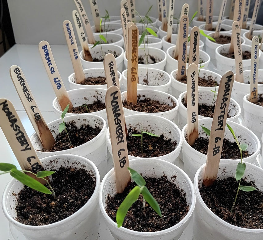 Bamboo seedlings for sale - Monastery bamboo plants