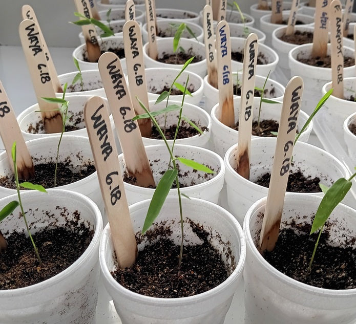 Bamboo seedlings for sale - Dendrocalamus membranaceus plants