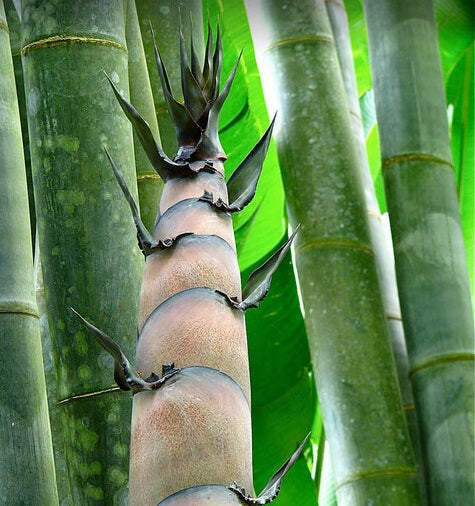 Bamboo Seeds - Giant Bamboo Seeds - The Bamboo Seed