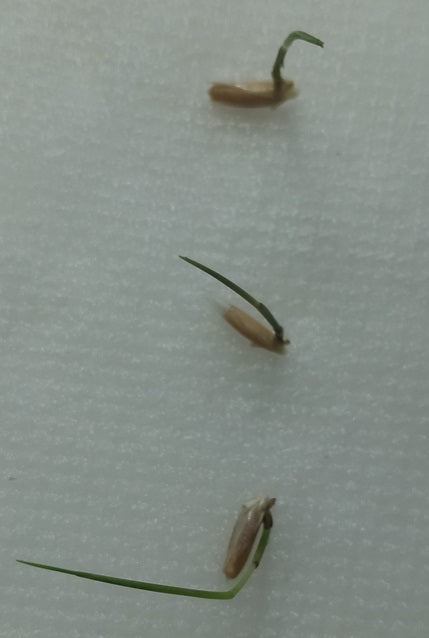 Bamboo seed germination- Longinternode bamboo seeds for sale