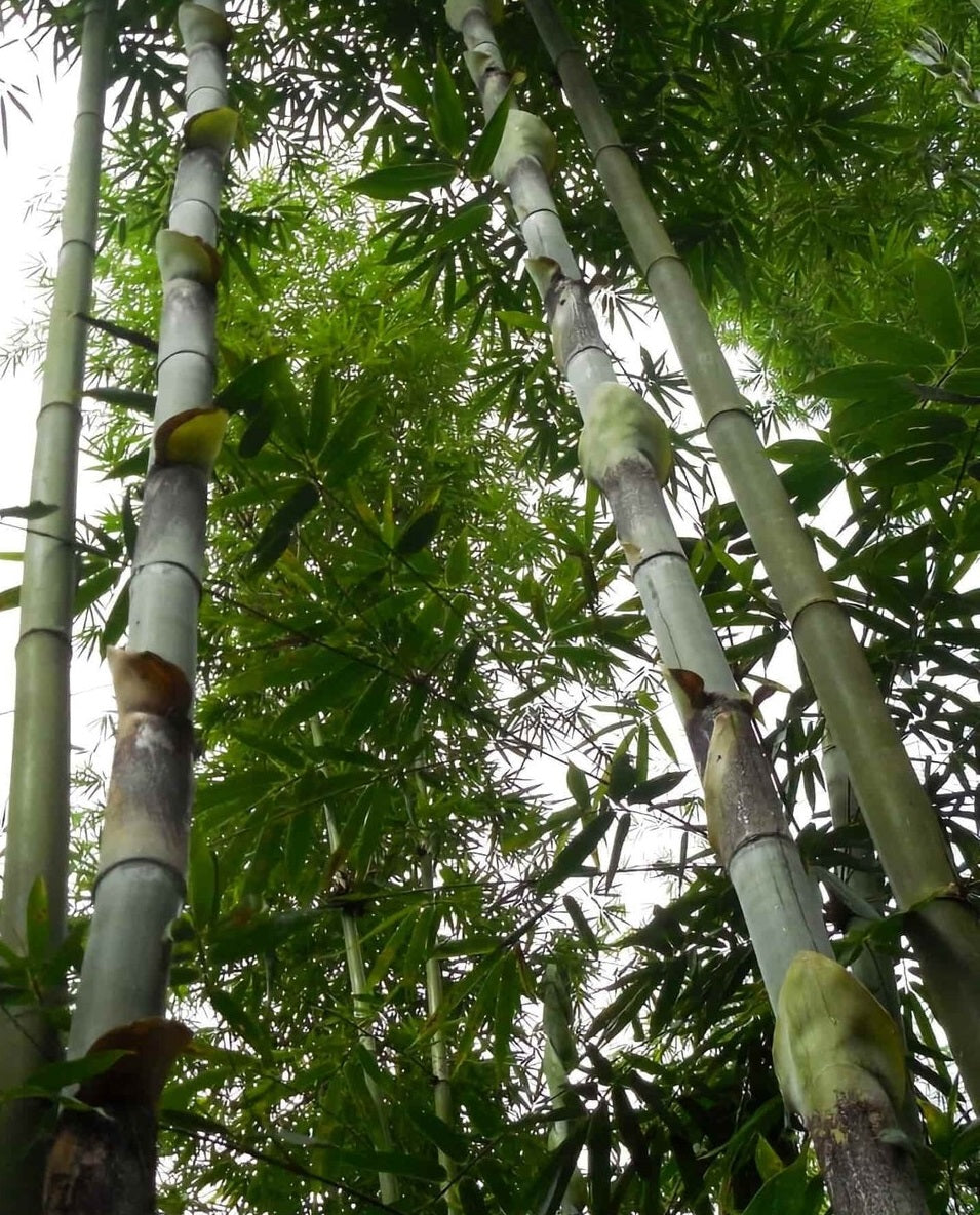 Grow bamboo from seed - Longinternode bamboo seeds
