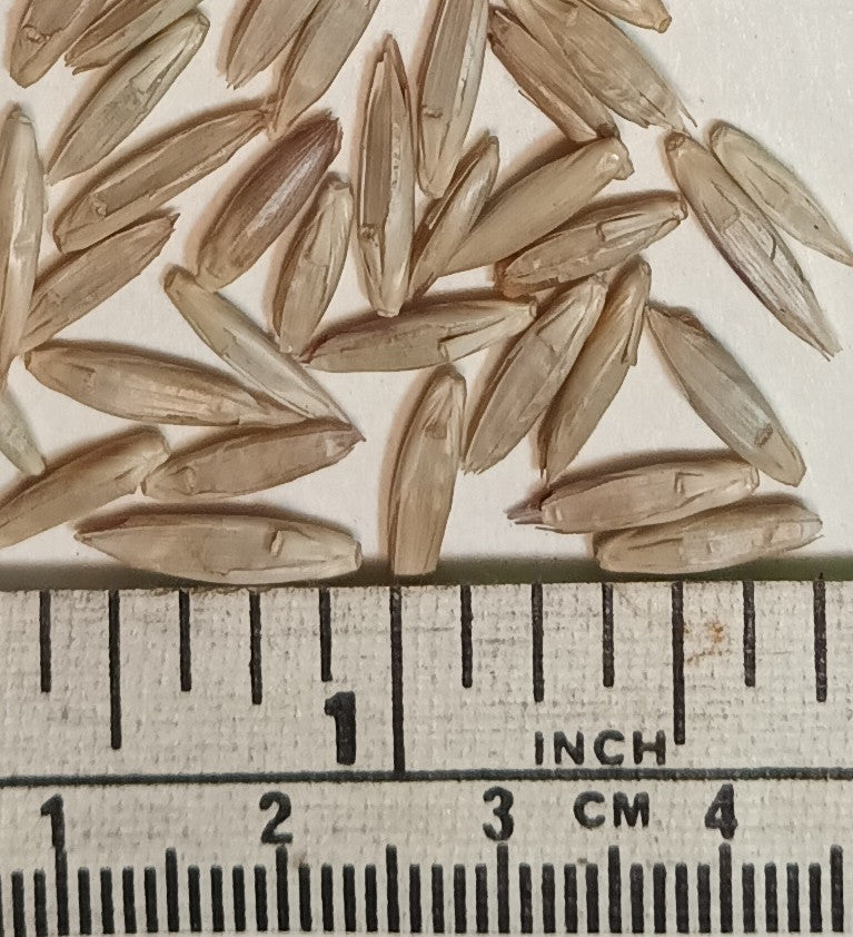 Longinternode Bamboo Seeds