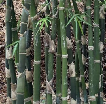 Germinate bamboo seeds - The Bamboo Seed
