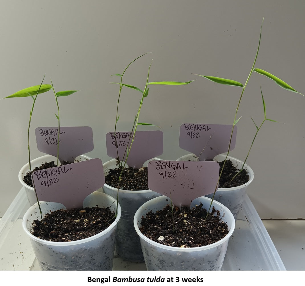 Bambusa tulda bamboo seeds