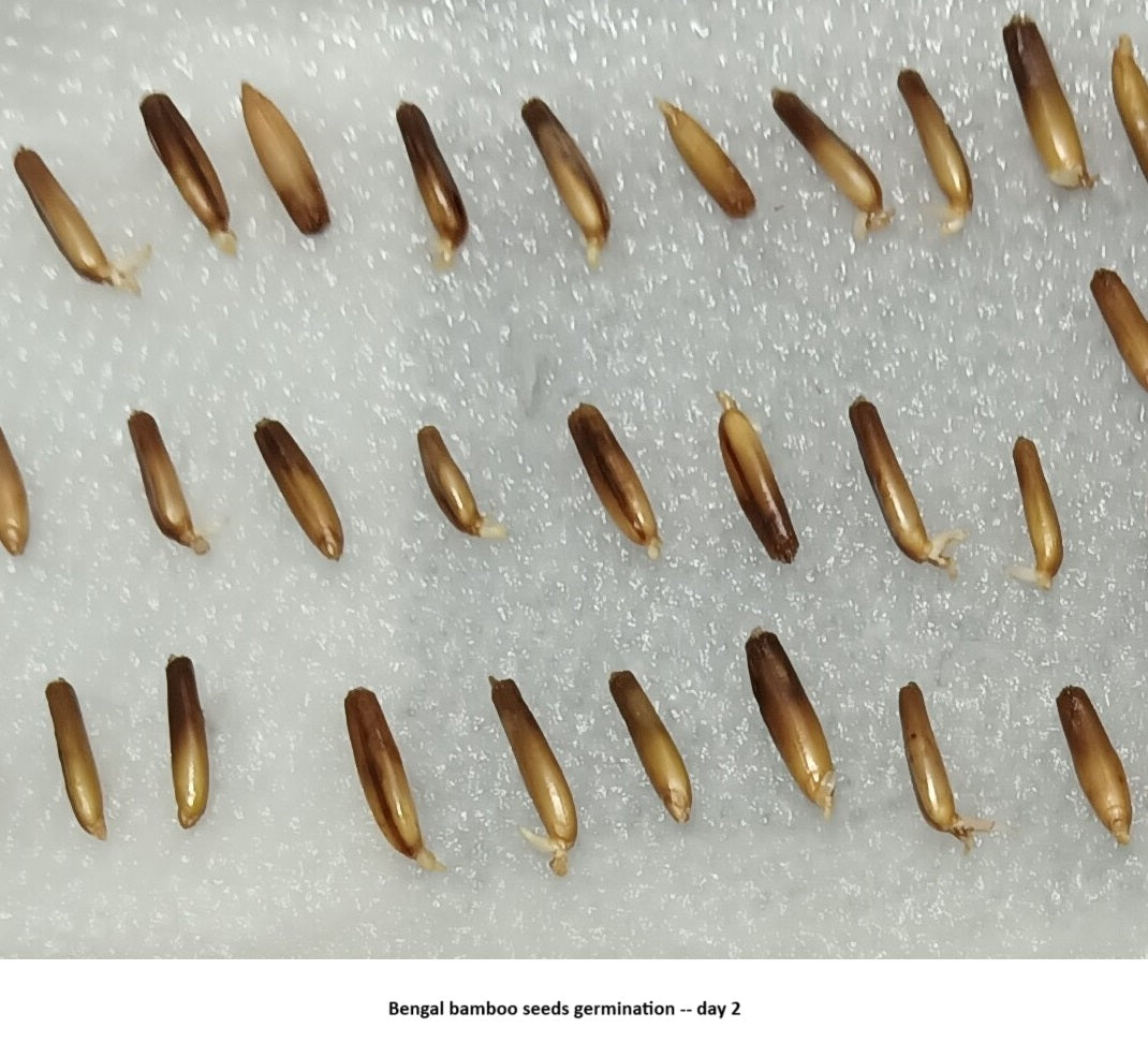 Bengal bamboo seed germination