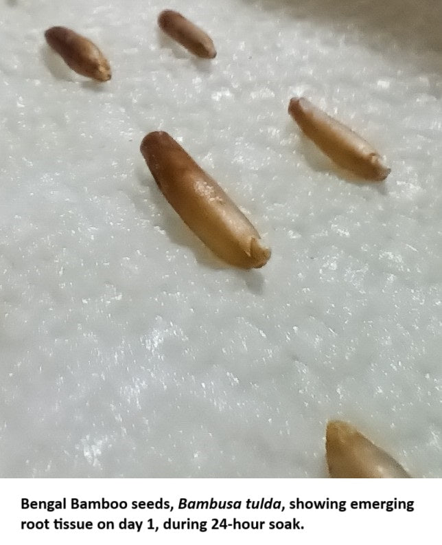 Germinating Bengal Bamboo seeds on day 1