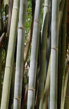 Bamboo plant seeds - Bengal bamboo