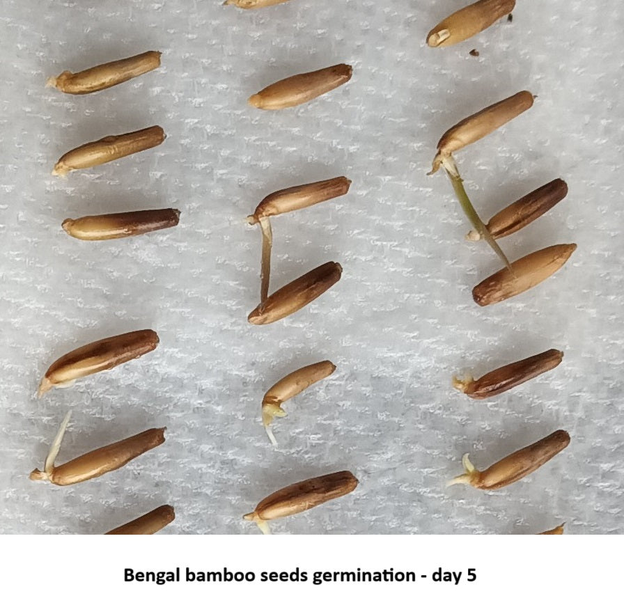 Germinating bamboo seeds - Bengal bamboo seeds for sale