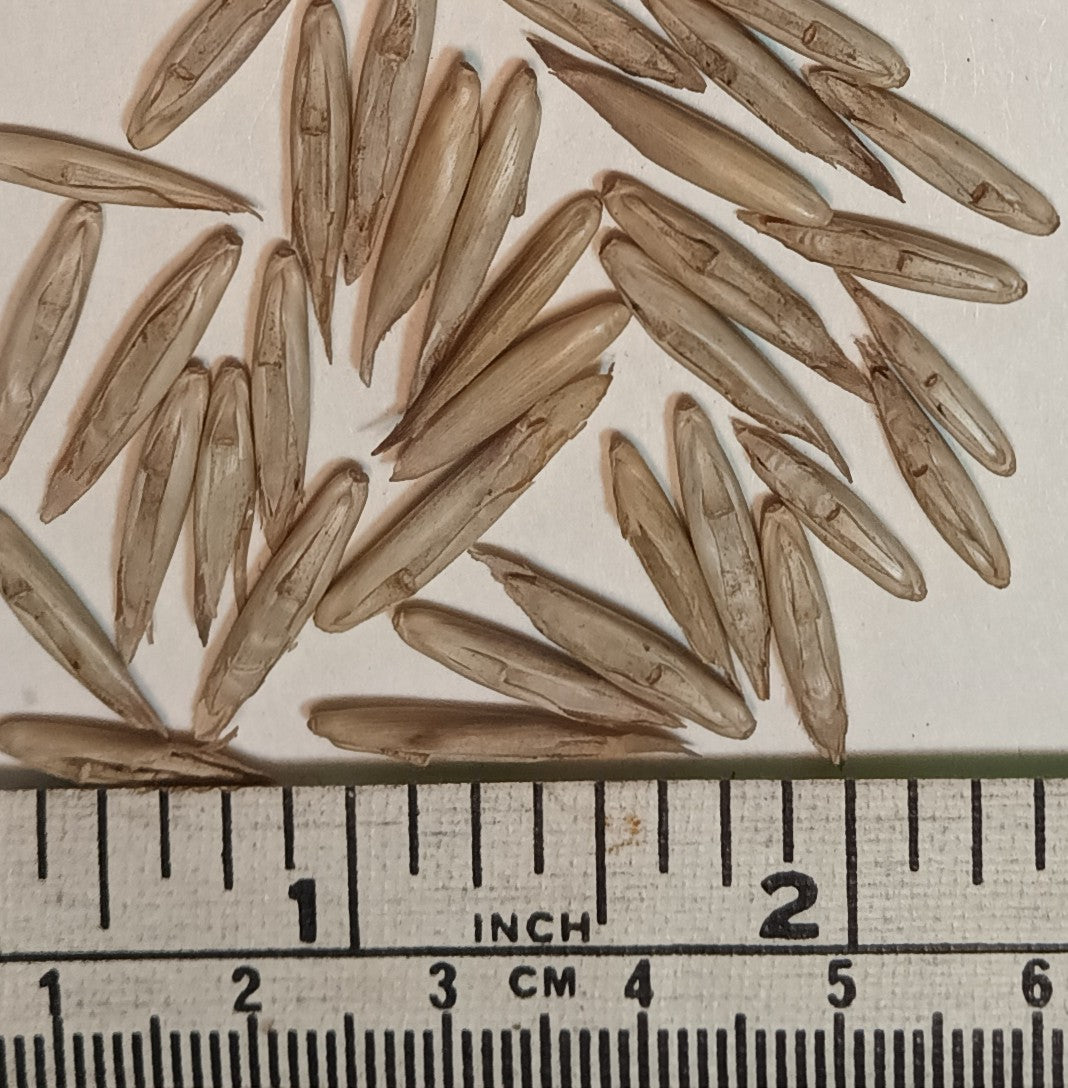 Bengal Bamboo Seeds