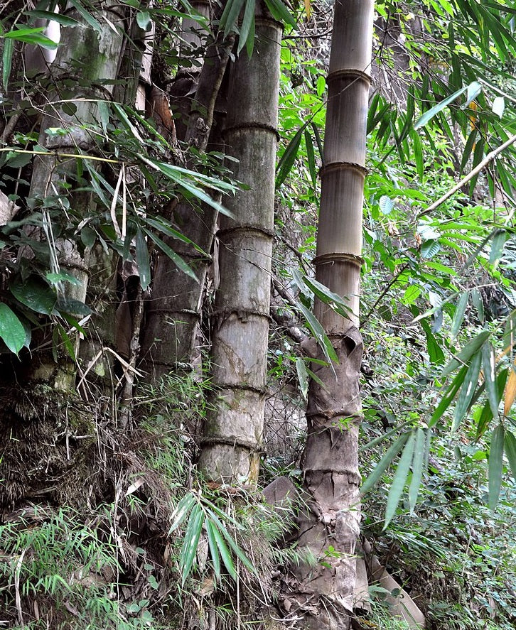 Black asper bamboo seed germination