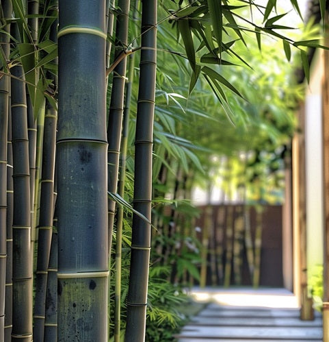 Black Asper Bamboo Seeds