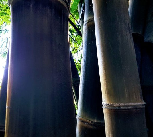 Germinating bamboo plants from seeds - Asper bamboo