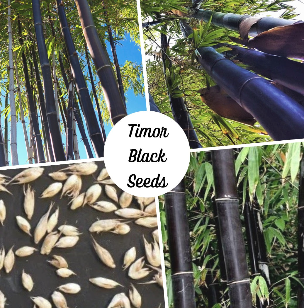 planting black bamboo seeds Black Bamboo Seeds - Timor Black Bamboo Seeds