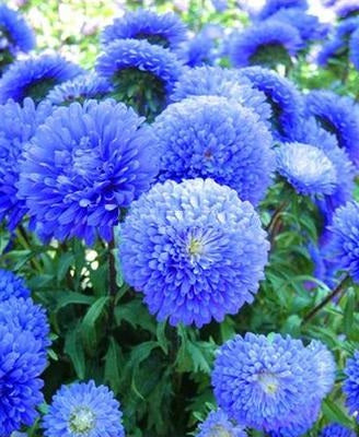 China Aster Seeds - The Bamboo Seed