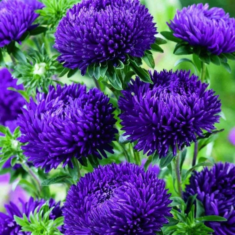 China Aster Seeds - The Bamboo Seed