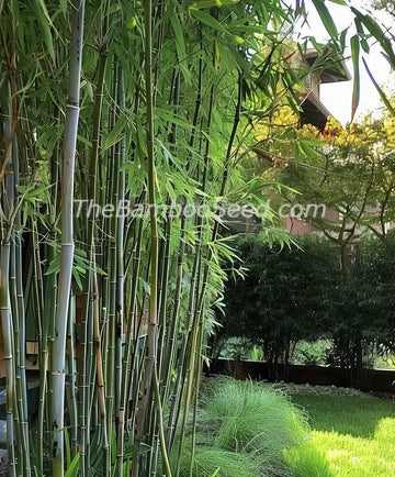 Grow bamboo from seed