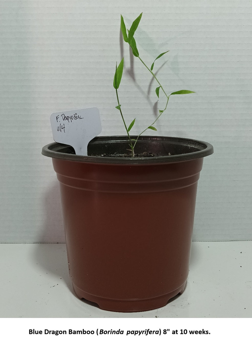 Blue Dragon bamboo plant grown from seed
