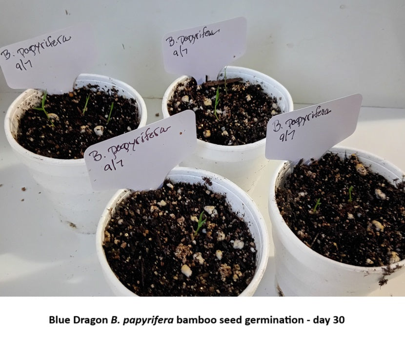 bamboo seed germination
