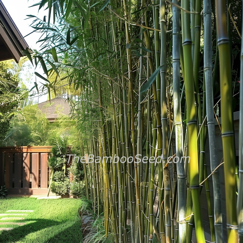 Clumping Cold Hardy Bamboo Seeds