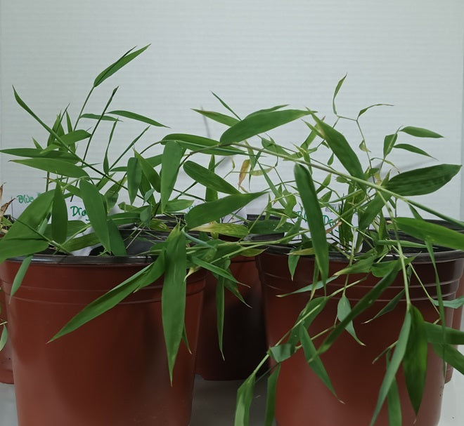 Young bamboo plants Blue Dragon