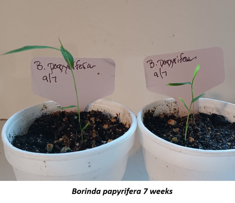 Bamboo germination