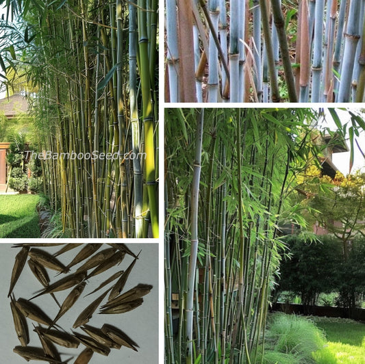 Clumping Bamboo Seeds - Fargesia papyrifera bamboo