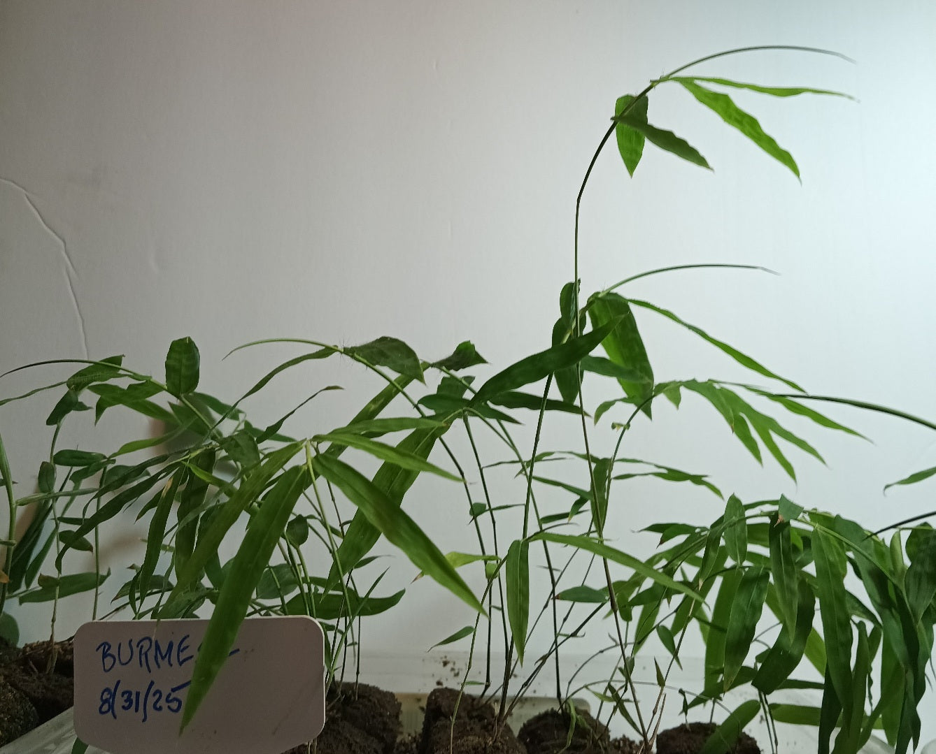 Burmese Bamboo Seedlings (4-pak)