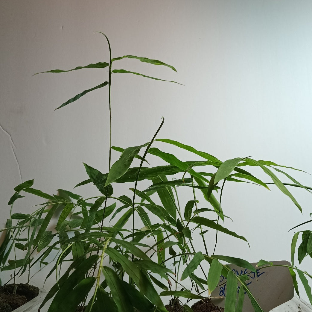Burmese Bamboo Seedlings (4-pak)