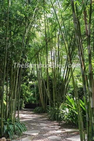 Bamboo seedlings for sale - Burmese bamboo