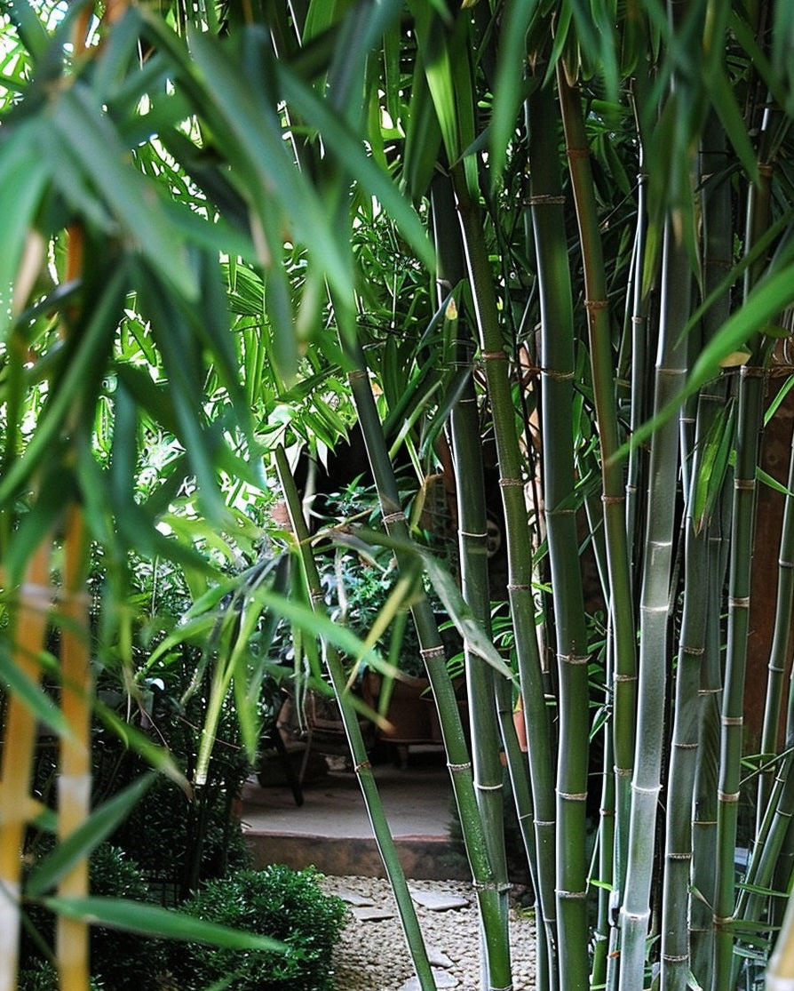 Where to get bamboo seeds - The Bamboo Seed