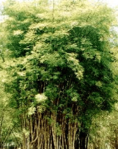 Bamboo germination - Timber Bamboo seeds