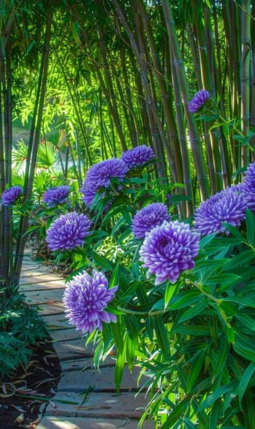 Aster Seeds - Blue Chinese Callistephus Aster - The Bamboo Seed